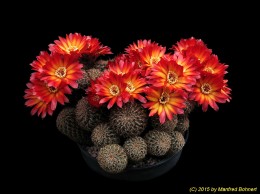 Sulcorebutia steinbachii v. hoffmannii 1100